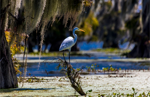 Lafayette Swamp