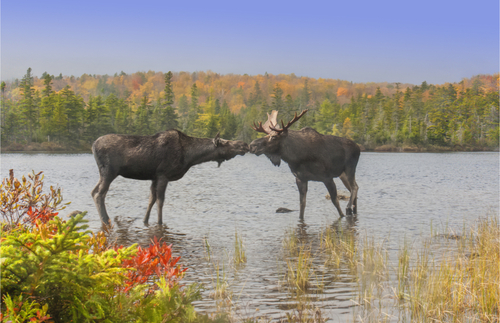 Downeast Coast Maine