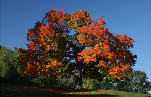 Sugar Maple