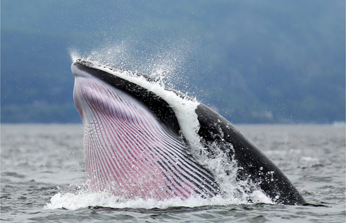 Minke Whale