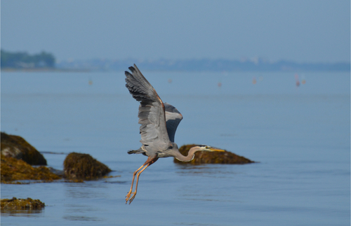 Great Blue Heron