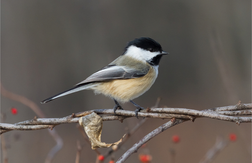Black capped chickadee