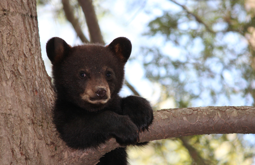 Black bear cub