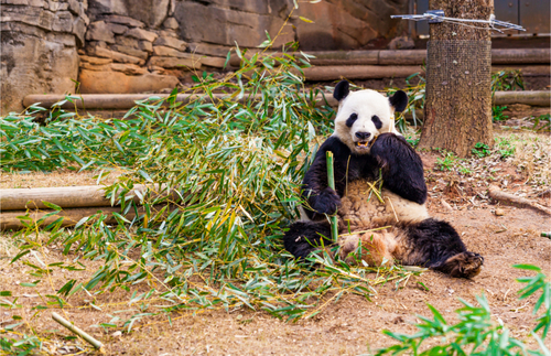Zoo Atlanta